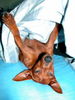 Zwergpinscher Hund