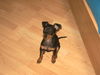 Zwergpinscher Hund