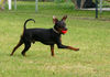 Zwergpinscher Hund