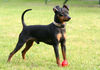 Zwergpinscher Hund