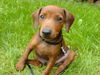 Zwergpinscher Hund