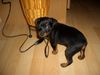 Zwergpinscher Hund