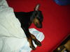 Zwergpinscher Hund