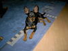 Zwergpinscher Hund