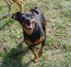 Zwergpinscher Hund