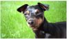 Zwergpinscher Hund