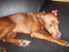 Zwergpinscher Hund