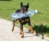 Zwergpinscher Hund