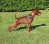 Zwergpinscher Hund