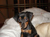 Zwergpinscher Hund