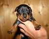 Zwergpinscher Hund