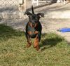 Zwergpinscher Hund