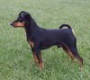 Zwergpinscher Hund