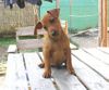 Zwergpinscher Hund