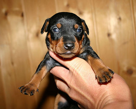 Zwergpinscher Qe-Sera vom Camp Achensee