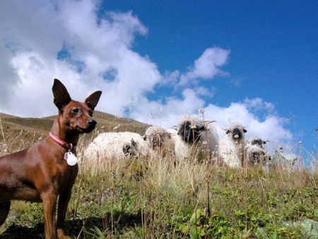 Zwergpinscher Hütequille