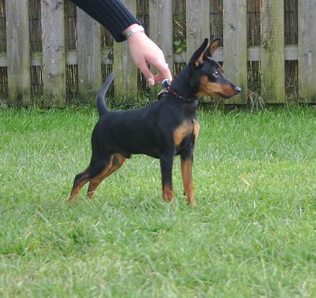 Zwergpinscher Quintin vom Camp Achensee