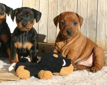 Zwergpinscher S-Wurf vom Camp Achensee