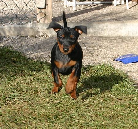 Zwergpinscher Rubin vom Camp Achensee ca. 3 Monate