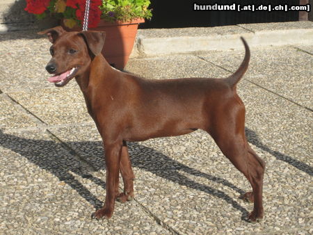 Zwergpinscher Ruby Gräfin von Burg-Wildenstein Bundesjugendsiegerin 2009