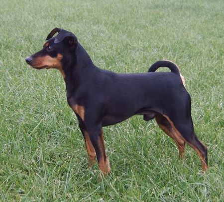 Zwergpinscher Rusty von der Porta