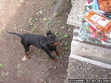 Zwergpinscher Das muss der Hundehimmel sein ;) 