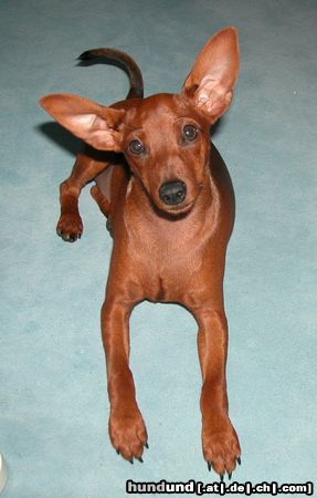 Zwergpinscher