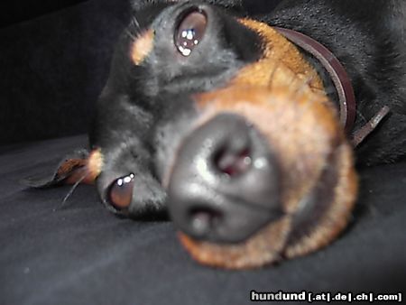 Zwergpinscher Lucky