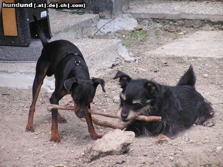 Zwergpinscher He, das ist mein Stocki