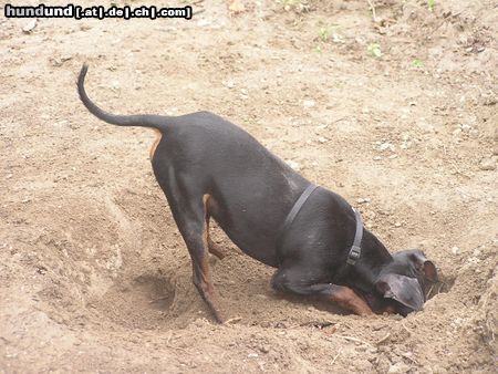 Zwergpinscher Da muss die Maus doch irgendwo sein !