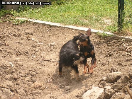 Zwergpinscher Niki und Snoopy beim Spielen