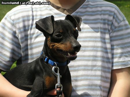 Zwergpinscher Das bin ich - Snoopy aus Wien (jetzt 11 Monate)