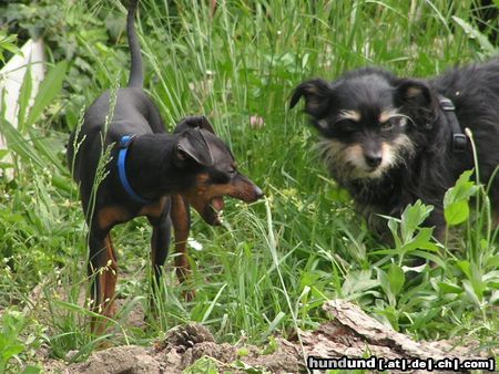 Zwergpinscher Gras schmeckt gut - naja, wie du meinst