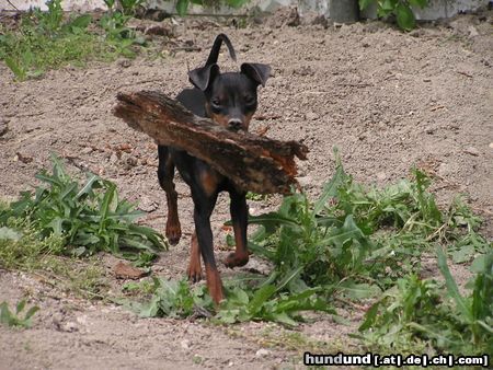 Zwergpinscher da schaut her was ich da habe 