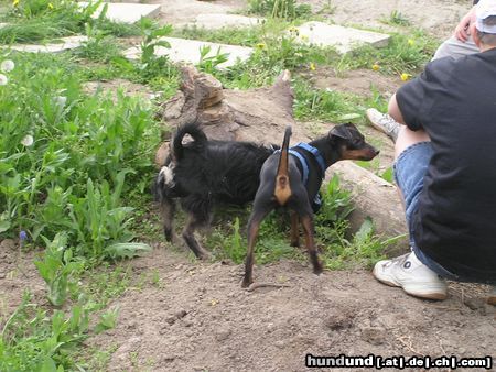 Zwergpinscher was hast du denn da gutes ?