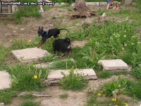 Zwergpinscher das nennt man - Home Agility