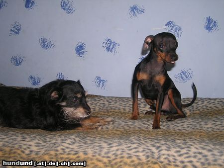 Zwergpinscher huch ;)