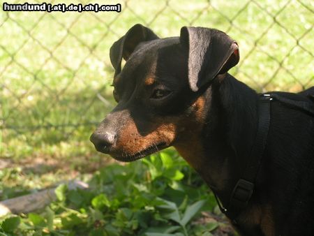 Zwergpinscher - Snoopy -