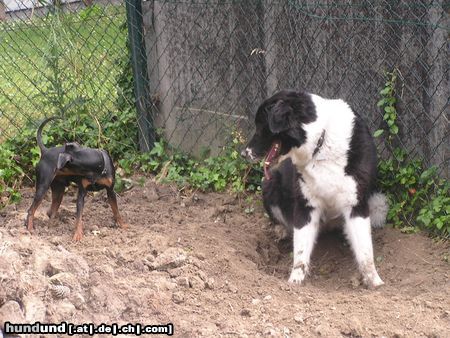 Zwergpinscher Da, hast du die Maus auch gesehen?