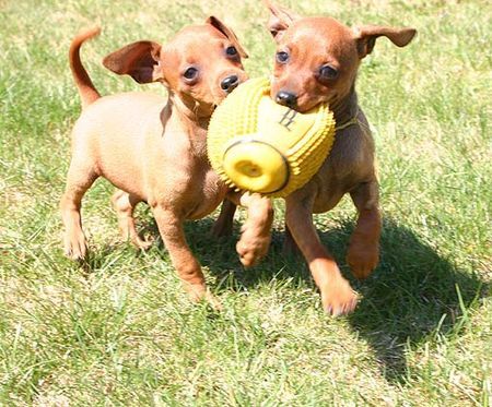 Zwergpinscher Welpen vom Camp Achensee