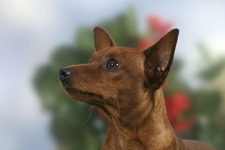 Zwergpinscher Tristan, Deckrüde