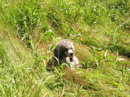 Zwergpudel Unser Pärchen