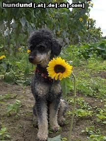 Zwergpudel axel, pudel black and tan