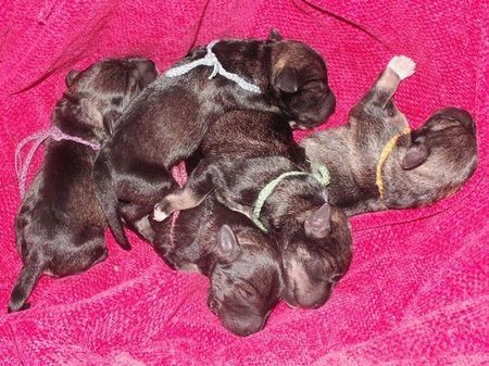 Zwergschnauzer Puppies 1 Tag