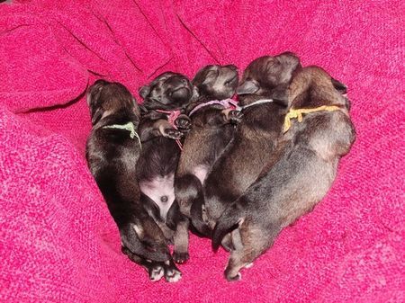 Zwergschnauzer Puppies 1 Woche