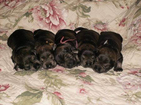 Zwergschnauzer Puppies 10 Tage