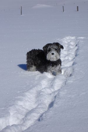 Zwergschnauzer Die beste Jahreszeit