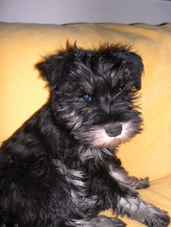 Zwergschnauzer  Unsere Lissy (3 Monate alt)