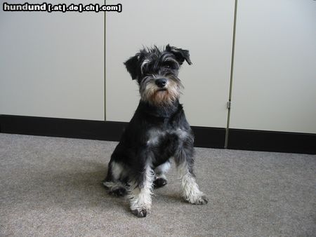 Zwergschnauzer Voyagers Arizona Dream (Anton)