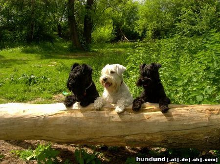 Zwergschnauzer Arthur , Starco en Cisse